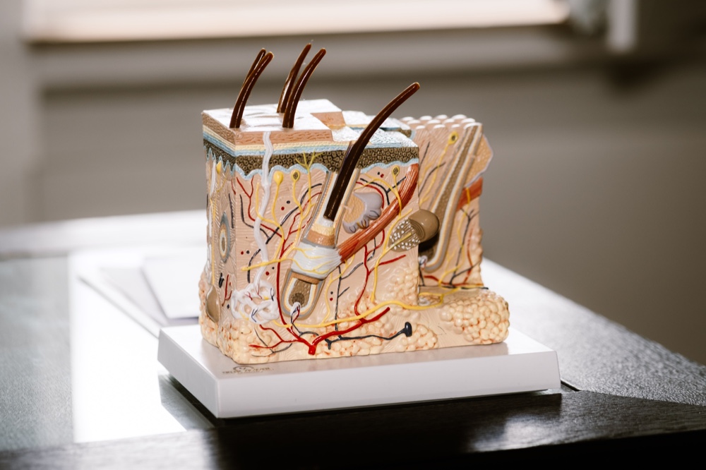 Anatomisches Hautmodell mit Haarfollikeln im Querschnitt